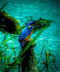  Bundala National Park