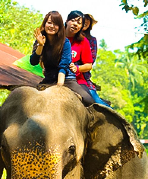  Millennium Elephant Foundation