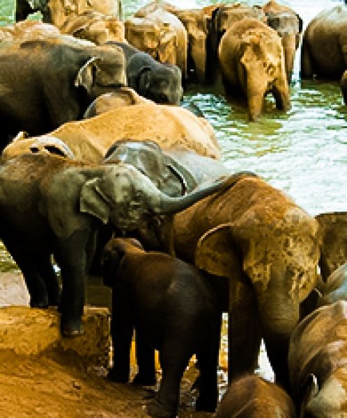  Pinnawala Elephant Orphanage