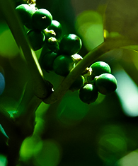  Spice Gardens In Mathale