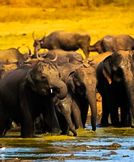  Udawalawe National Park